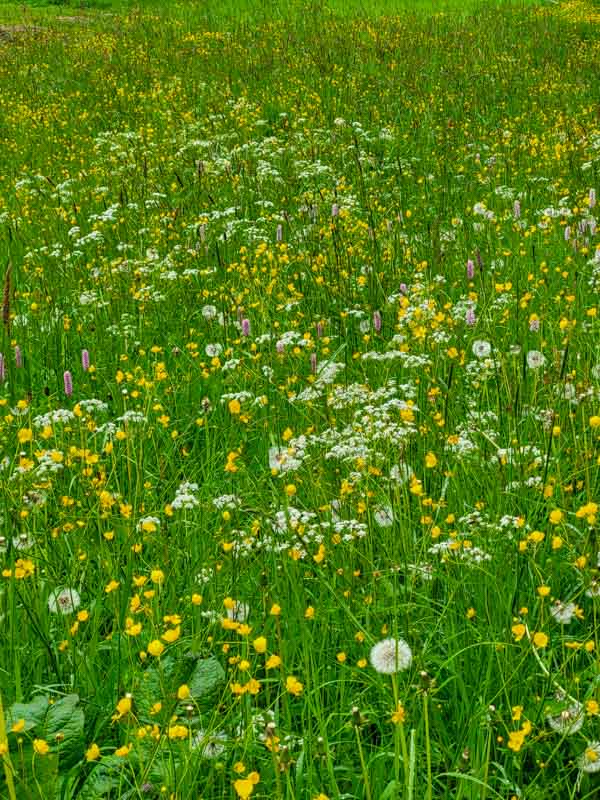flora & fauna in Silz, Tirol